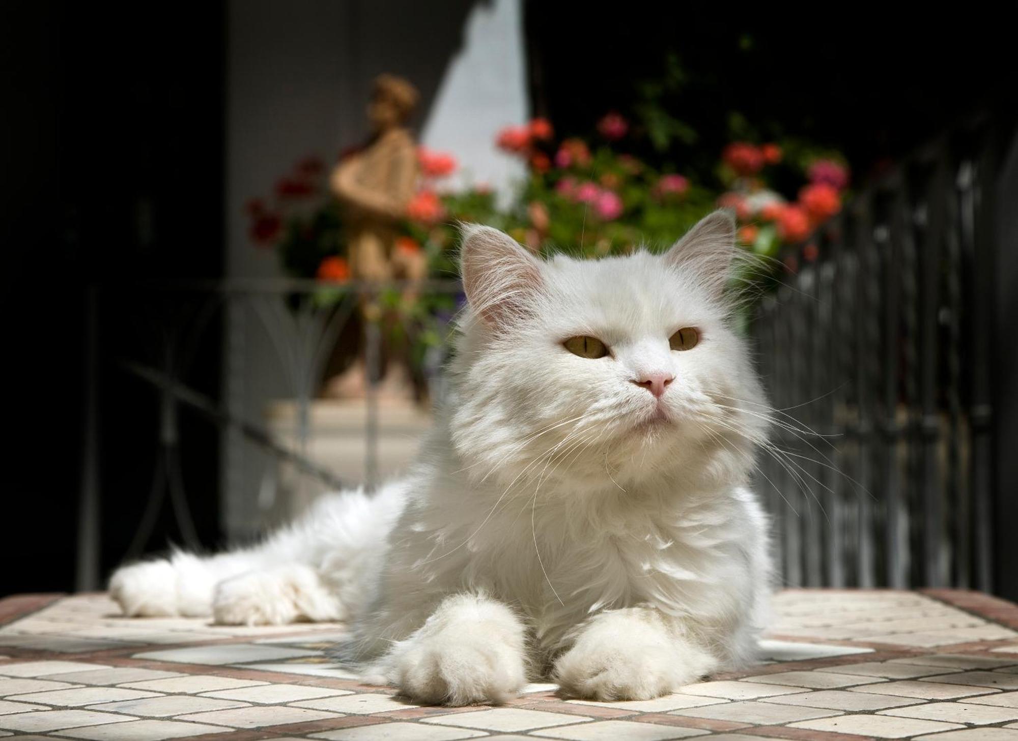 Albergo Gatto Bianco Capri Exterior photo